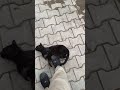 Cutee black cat playing #cat #animals #birds #viral #viralshorts #funny