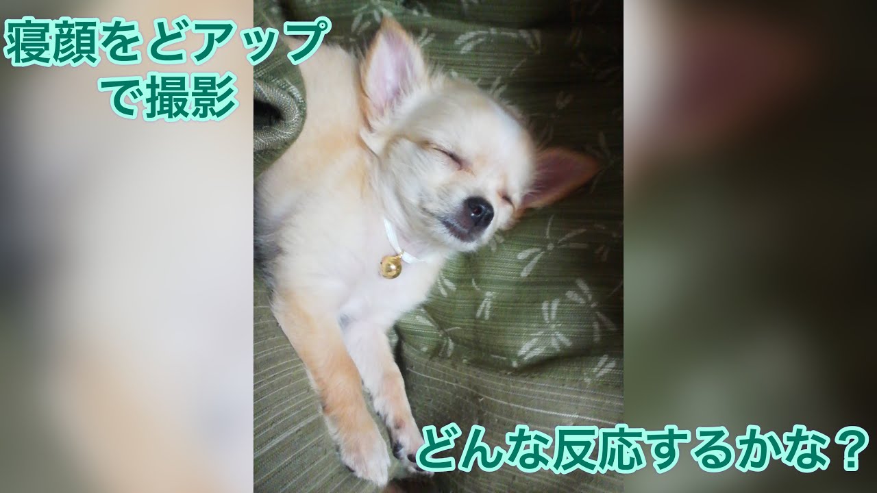 チワワのチワコ ロングコートチワワ かわいい寝顔のどアップ Long Coat Chihuahua Sleeping Face Youtube