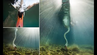 French photographer captures underwater shots of a swan