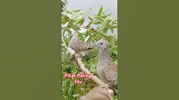 Pikat perkutut Paling top MemanggiL teman#suarapikatperkutut