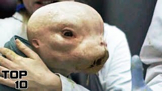 Top 10 Bizarre Creatures Found In The Arctic Circle