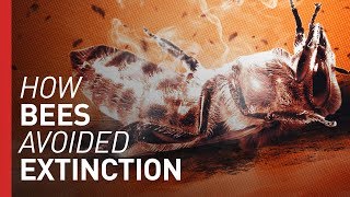 What Happened to the Beepocalypse? | Freethink Wrong