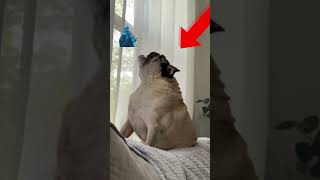 Screaming Pug 🤣🤣🤣