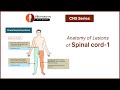 Anatomy of Lesions of spinal cord-Part 1