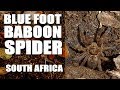 BLUE FOOT BABOON SPIDER