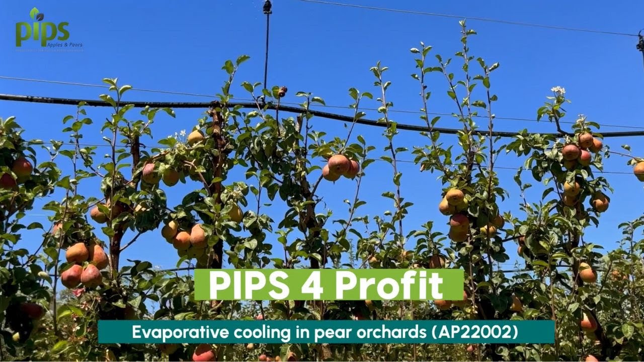 Evaporative cooling in pears (AP22002) – PIPS 4 Profit