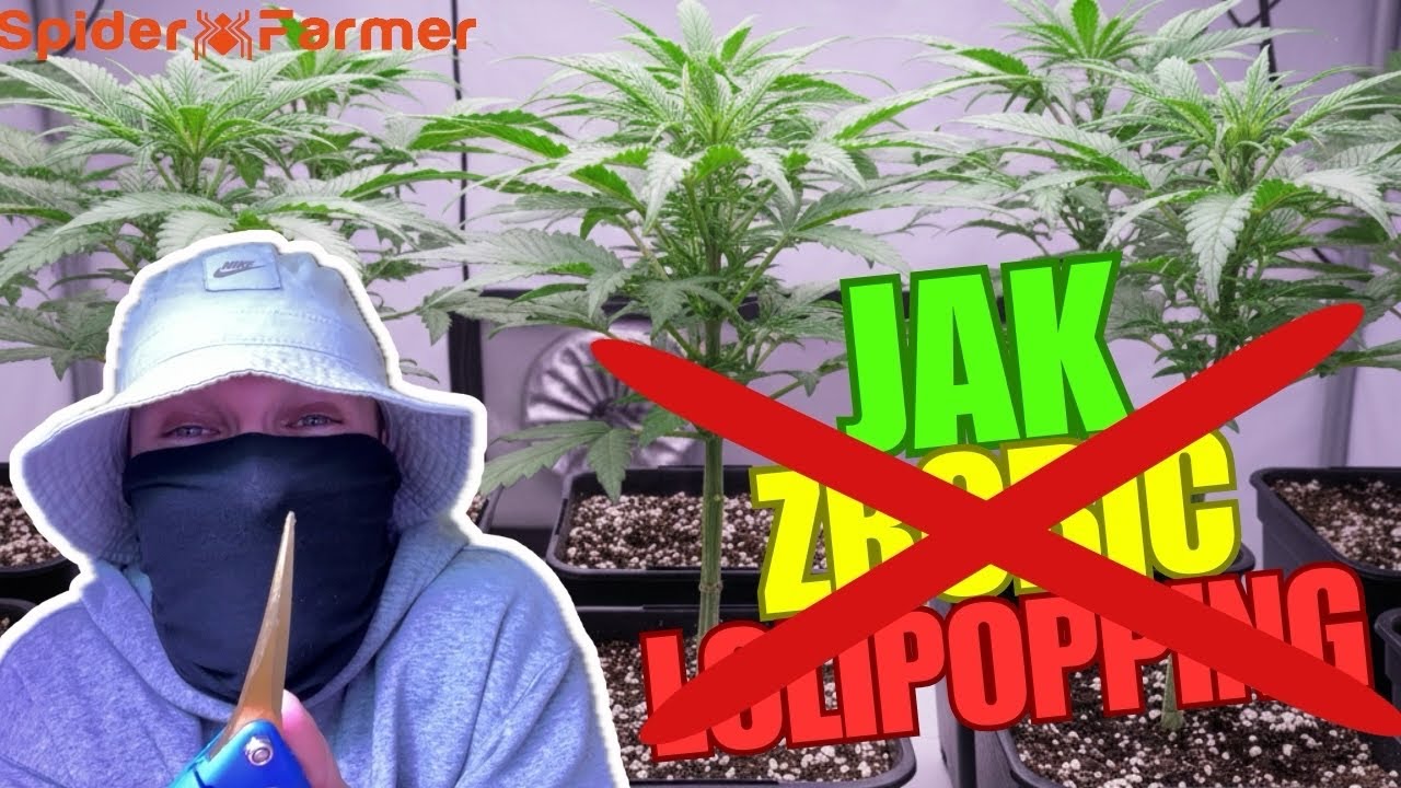 NIE RÓB TEGO SWOJEJ MARIHUANIE ⚠️ (Spider farmer sf1000evo)