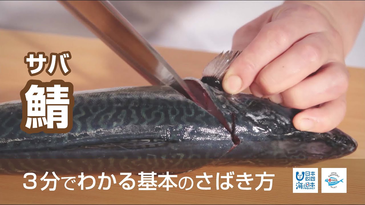 鯖 さば のさばき方 How To Filet Mackerel 日本さばけるプロジェクト 海と日本プロジェクト Youtube