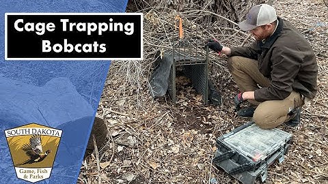 Cage Trapping Bobcats