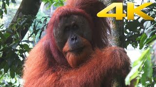 4K | Tropical rainforest of Sumatra in Indonesia