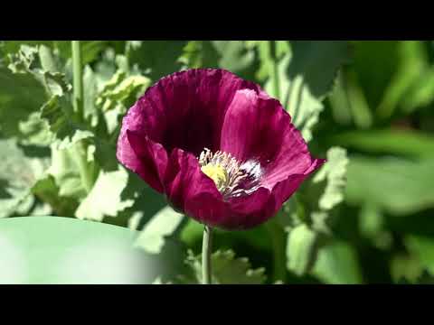 Growing Annual Poppies
