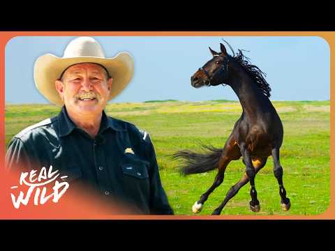 I Have 3 DAYS To Tame This Dangerous Horse... | Pat Parelli