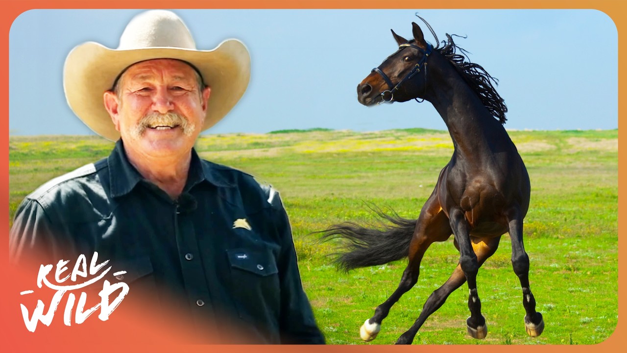 I Have 3 DAYS To Tame This Dangerous Horse... | Pat Parelli