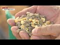 이란 전쟁 불똥 튄 한우 농가...사룟값 '인상 압박' / YTN