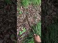 アオダイショウを捕まえた japanese rat snake Catch