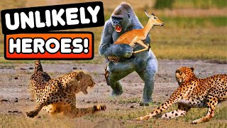 Heartwarming Animal Heroes: Rescues That Will Melt Your Heart! | Absolute Nature