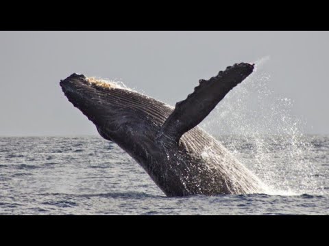 Видео: Десен кит (Mysticeti, Balaenidae) от плейстоцена на Тайван