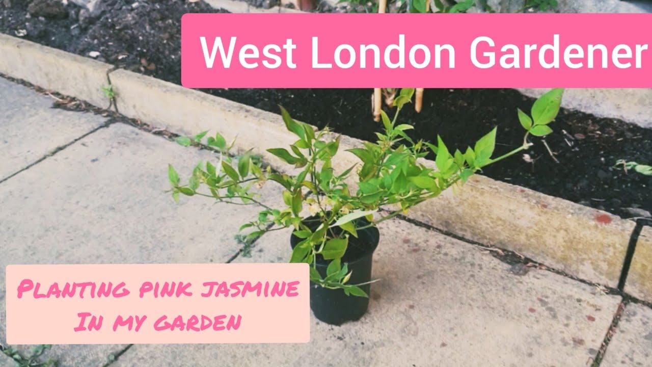 Planting Pink Jasmine Stephanense in my Garden - UK