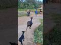 Ulum di kejar-kejar kambing #fyp #trending #shorts