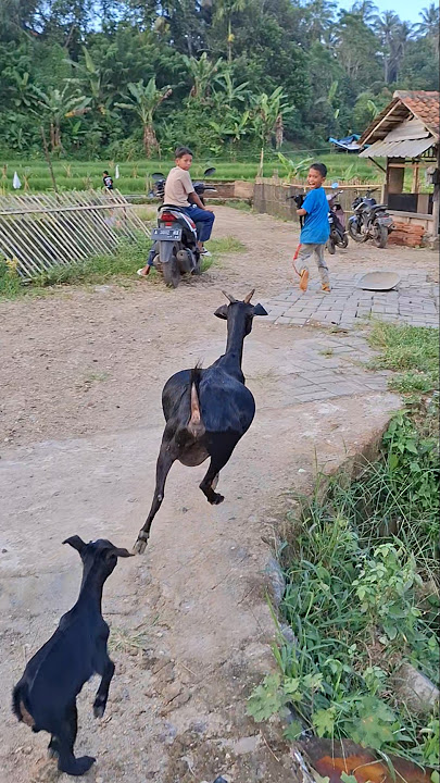 Ulum di kejar-kejar kambing #fyp #trending #shorts