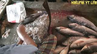 One gadi rui fish is being cut screenshot 2