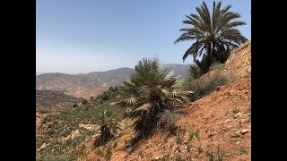 Chamaerops cerifera and Phoenix dactylifera in the Atlas Mountains, Morocco