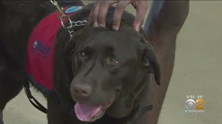 Meet Molly, The Bilingual Therapy Dog