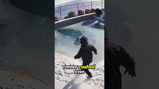 Dog Falls Through Ice—Man Saves It Just in Time!