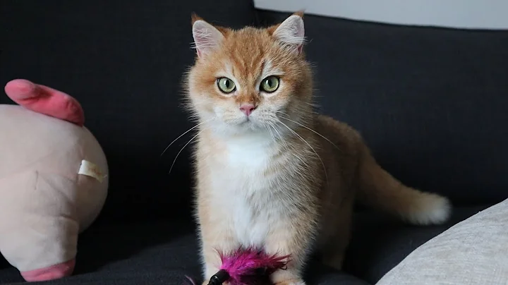 Video 731211: cute golden british shorthair, eyes british shorthair, kitty show, kitty love