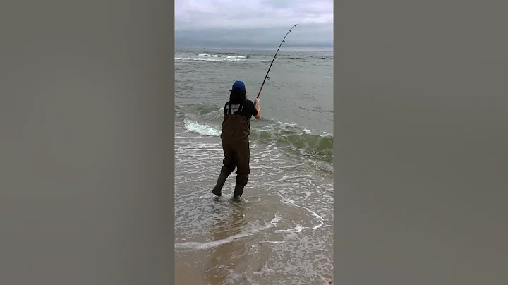 11lb Striper