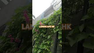 Download Lagu Air mata pengantin #bride's tears #landscapehk #shorts MP3