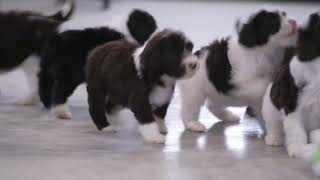 Mary Ann Shrock's Portuguese Water Dog Puppies