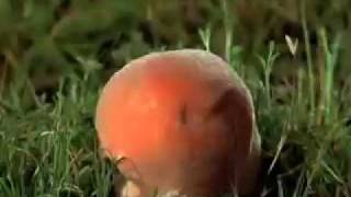 クラゲが死ぬとどうなるの 陸に打ち上げられたクラゲの様子を早回しで カラパイア