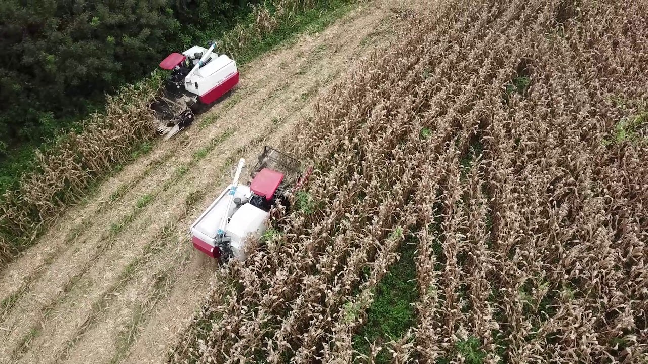 Cosechadora Yanmar YH850 Cosechando maíz en pendientes