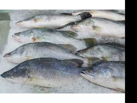 Harga Ikan Kakap Emas