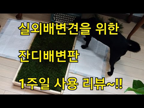 실외배변견을 위한 잔디배변판 1주일 사용리뷰~!!