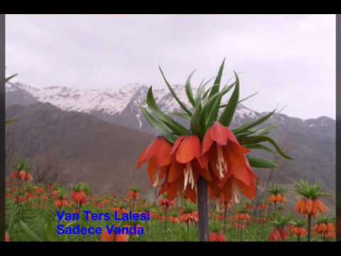 Video: Çiçek Tarhları, çiçek Tarhları Ve Rabatok Için Gaillardia