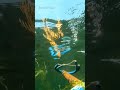 pesca sub #amém #mensagemdefé #jesusteama #oraçãodanoite #amen #jesuslovesyou #fe #pesca #4k