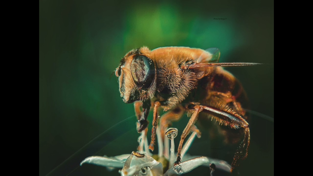 Apexel 100 mm macro lens.