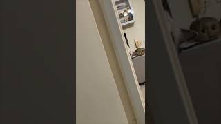 Cat Playing Hide and Seek with Owner
