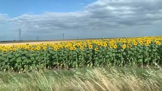 Trakya Gündöndü 🌻