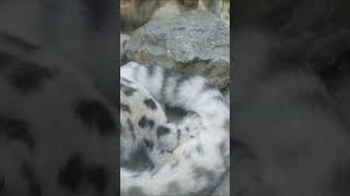 Parco Natura Viva - Safari park-4K recording of the tour from the car #travel #safari #lagodigarda