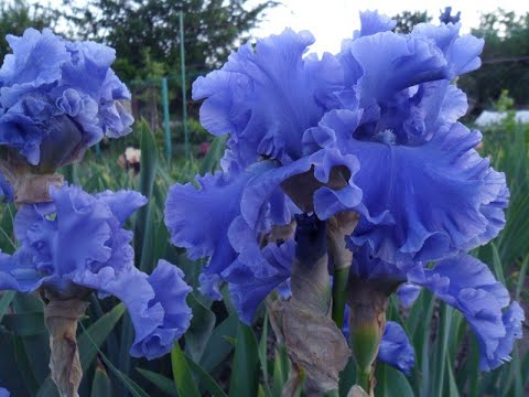 Видео: Отглеждане на цветя Reichenbachii Iris – Reichenbachii Bearded Iris Care