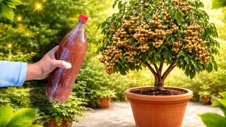 SERÁ EXAGERADA LA COSECHA DE LOGAN CON ESTE FERTILIZANTE 