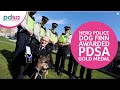 Hero Police Dog Finn awarded PDSA Gold Medal