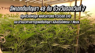 อัพเดทต้นกัญชา 48 ต้น ช่วงทำดอกวันที่ 7 แนะนำการเช็คเพศหลังปรับไฟทำดอกครบ 1 Week #MarshydroFC6500EVO