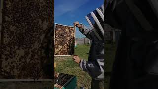 пчеловоды ждут сезона