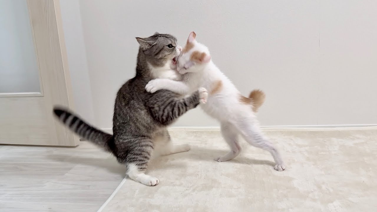 初めて新入り子猫がボスに喧嘩を売ったらまさかの展開になりました…