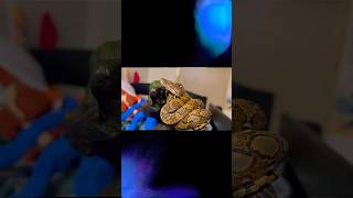 Meet Víðarr, my Retic Python. 50% SD, Citro 100% het Purple/mocha #reticulatedpython #fyp #python
