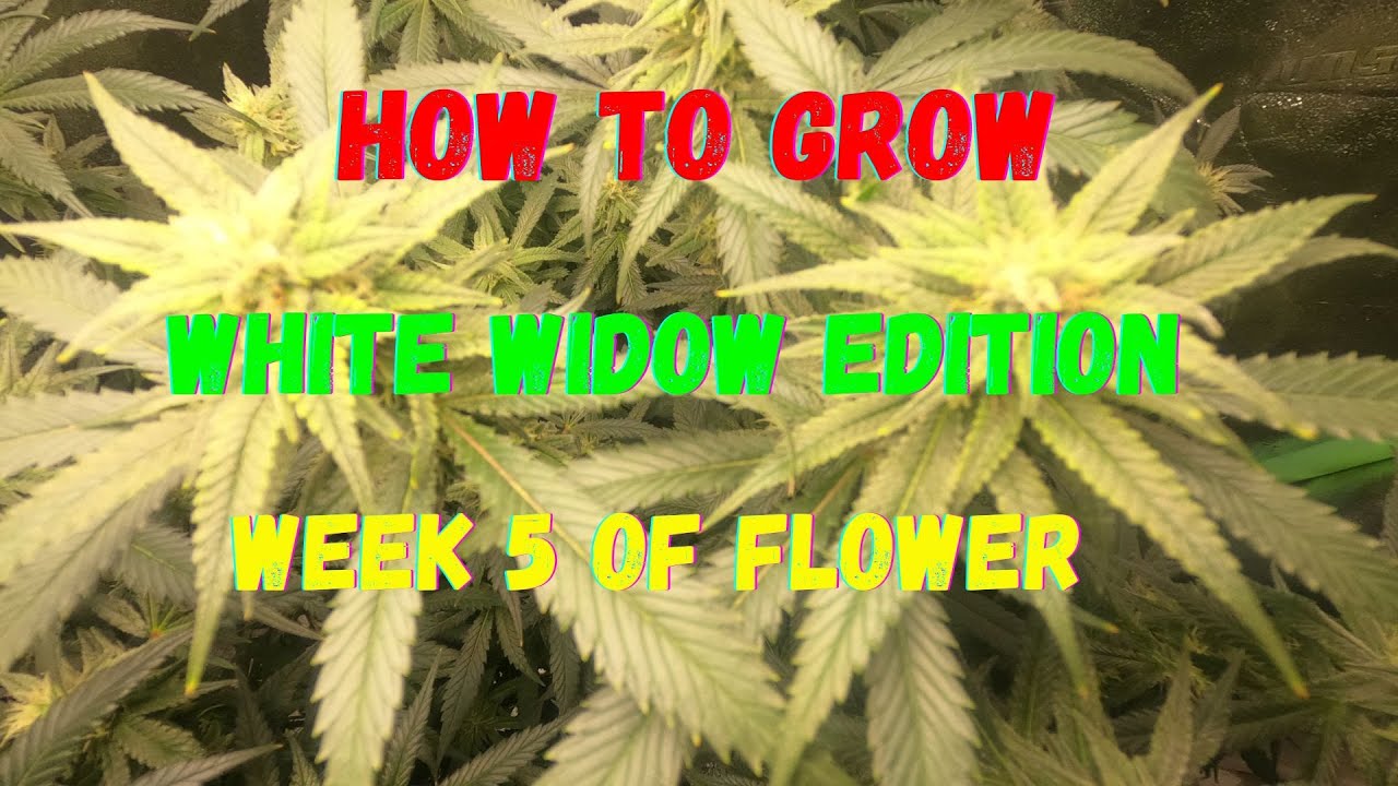 How to Grow| White Widow Edition| Week 5 of Flower